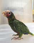 Amazona leucocephala (cubano)