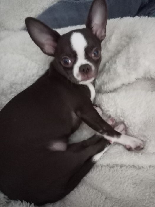 Чихуахуа девочка