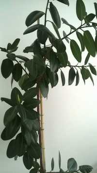 Fikus doniczkowy wys. 220 cm duże, twarde. grube liście, ładna odmiana