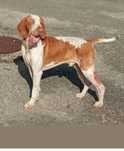 Pet Sitting / Dog Walking