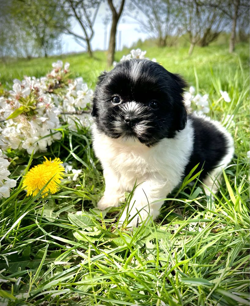 Shih tzu szczeniak