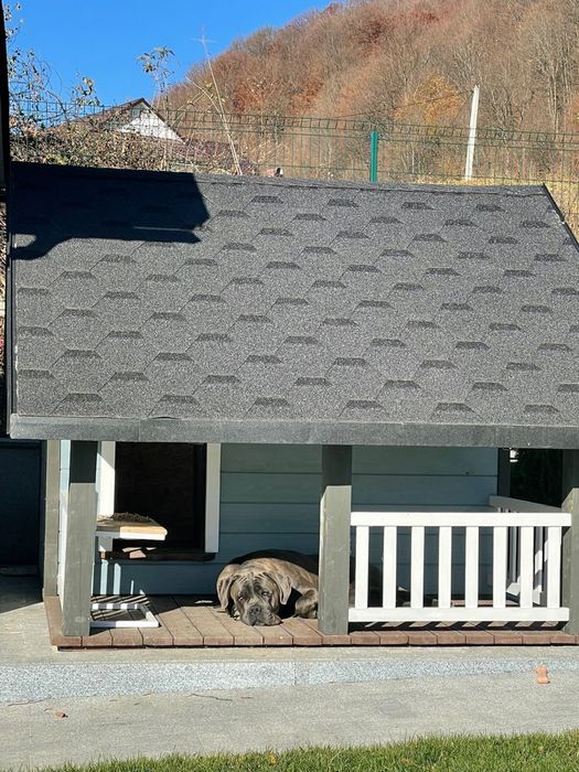 Вязка  злучка коне корсо голубий окрас   гарна родословна