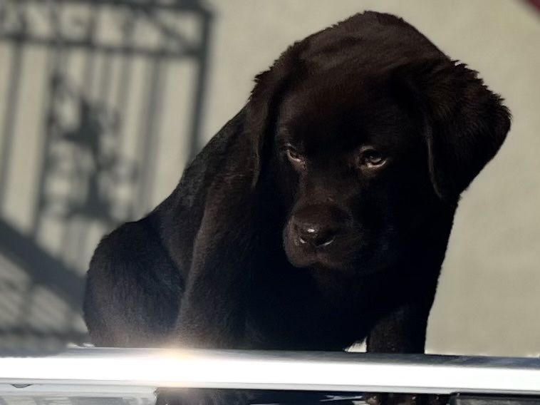 Шоколадний лабрадор