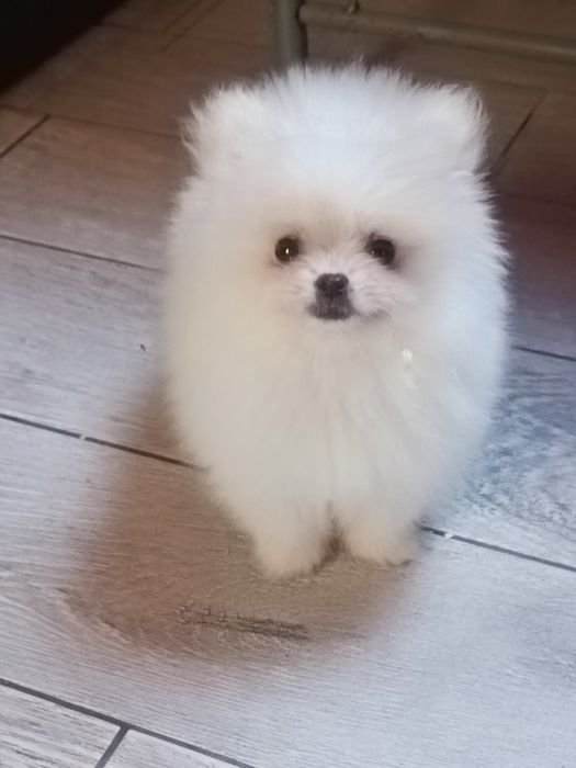 Pomeranian suczka mini mini