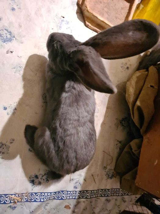 Belgijski Olbrzym Niebieski