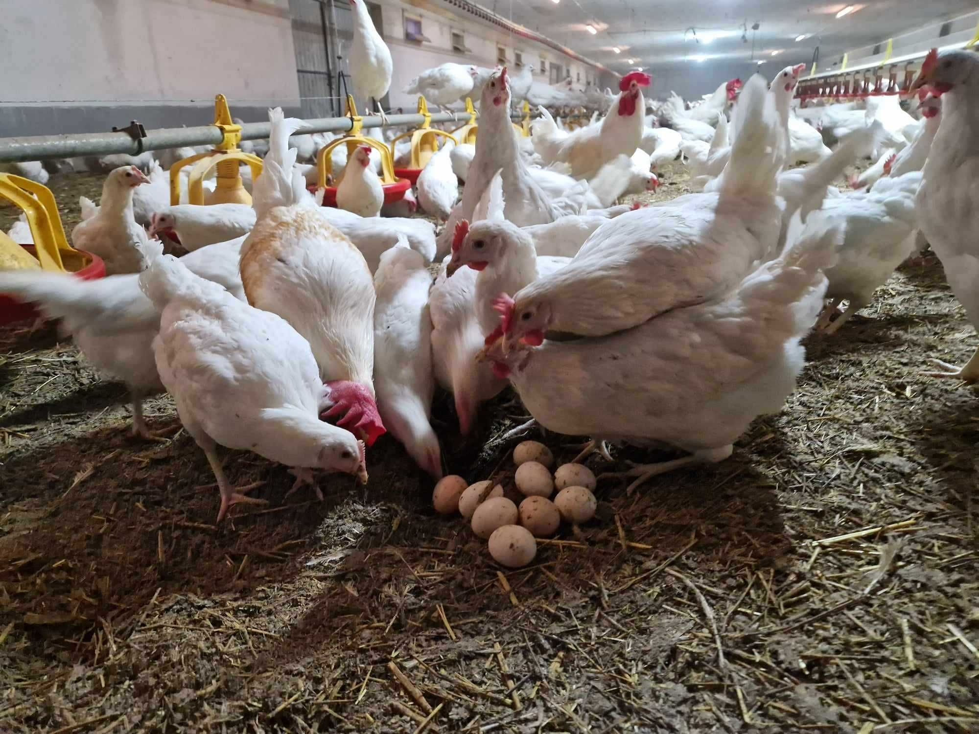 Kury kokoszki nioski odchowane Tetra biała jak leghorn dowóz Gratis