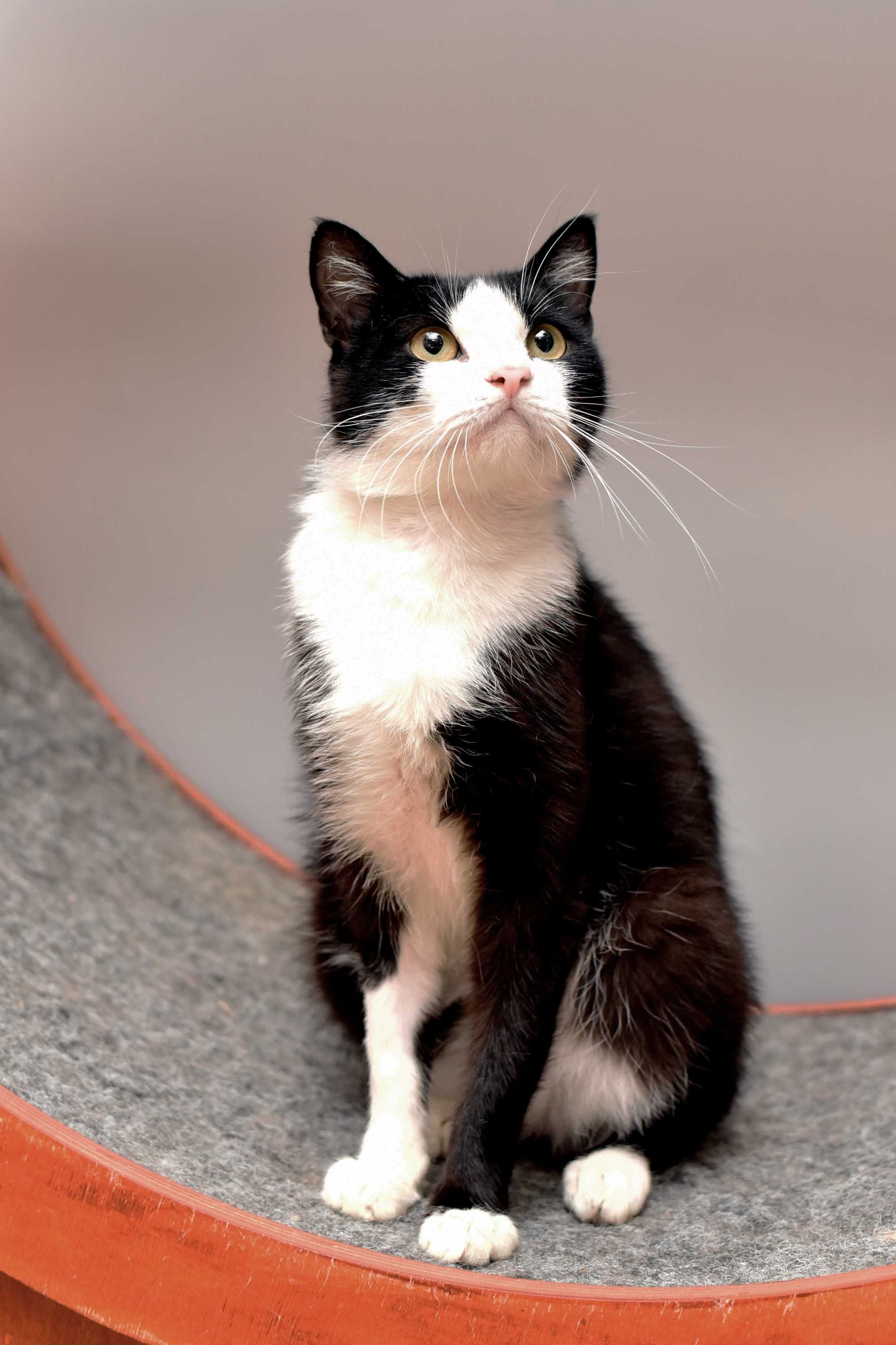 Херсонский кот Валли