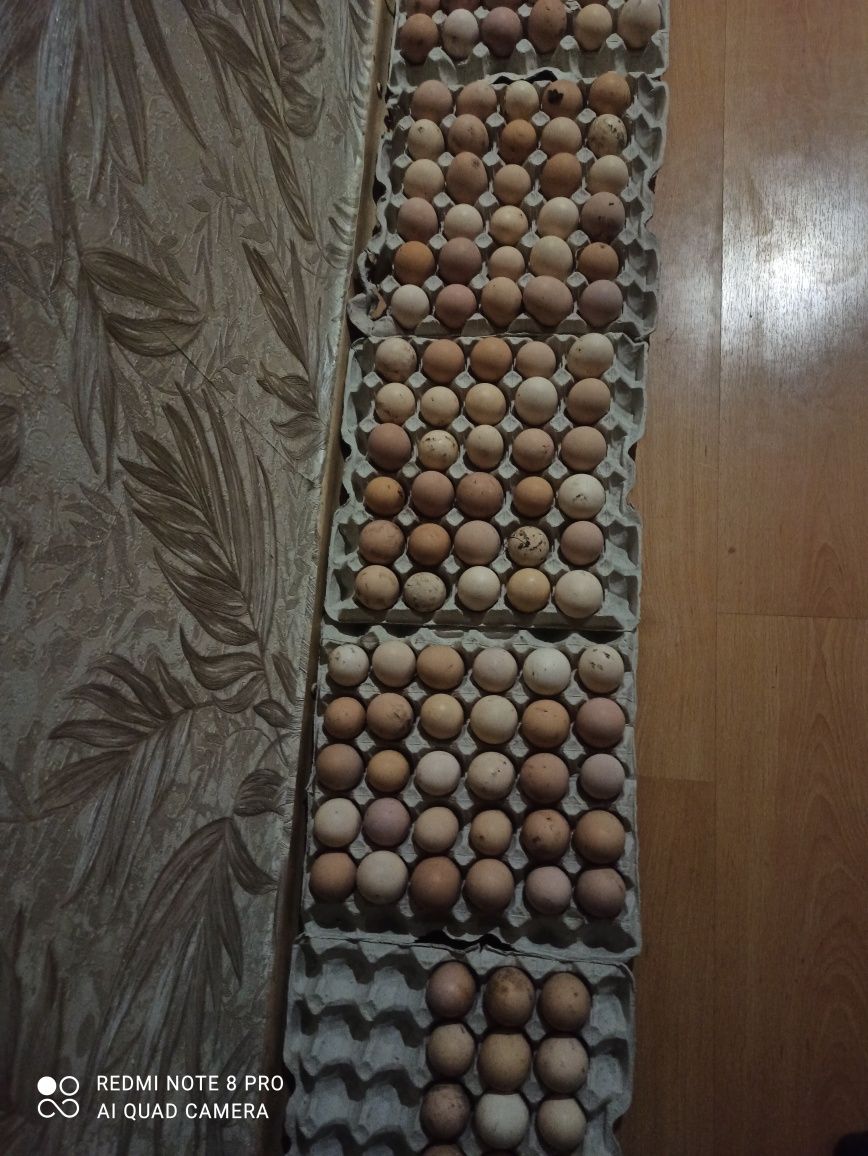 Інкубаційні яйця.
