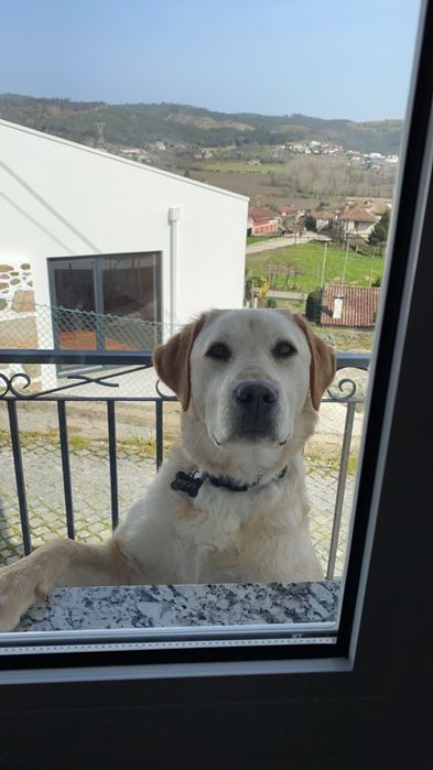 Para adoção Labrador zona de Vale de Cambra