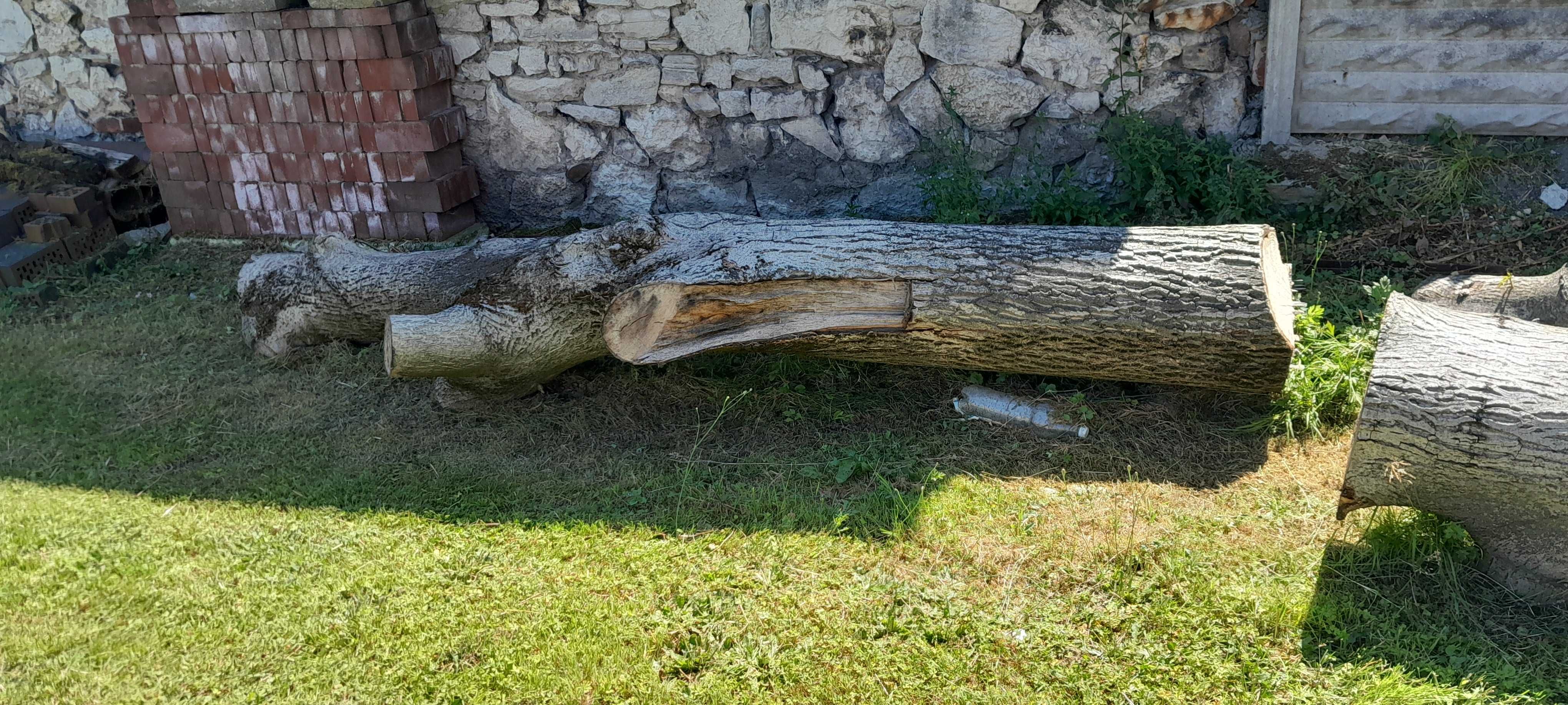 Orzech włoski pień konar