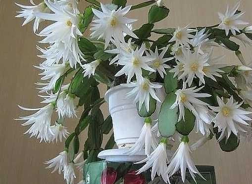 Рождественник різні сорта