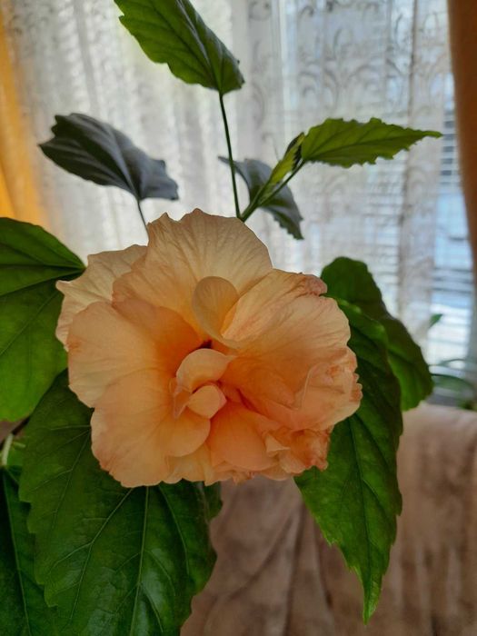 гибискусы комнатные