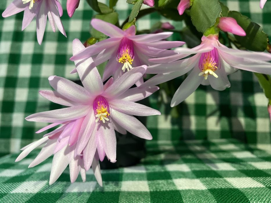 Продам рождественник (шлюмбергера)