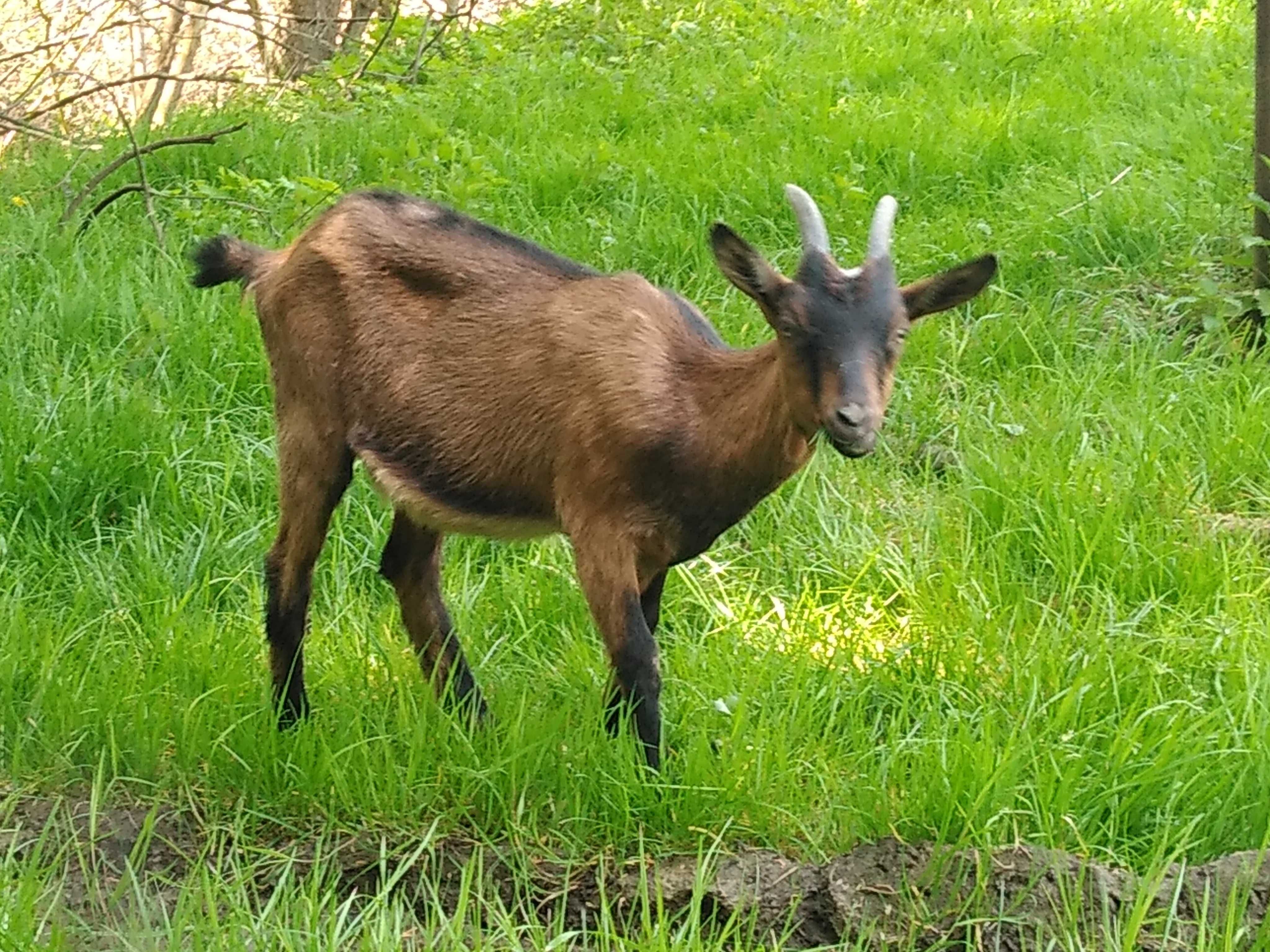 Kózki alpejskie odbiór osobisty