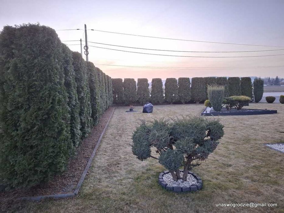 przycinanie żywopłotów tui, wycinanie gałęzi, wycinka drzew i krzewów