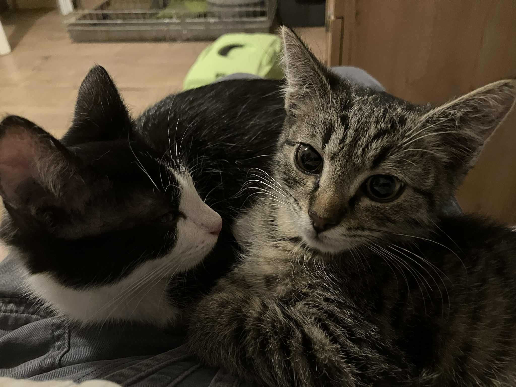 uratowane trzy maluchy szukaja domkow