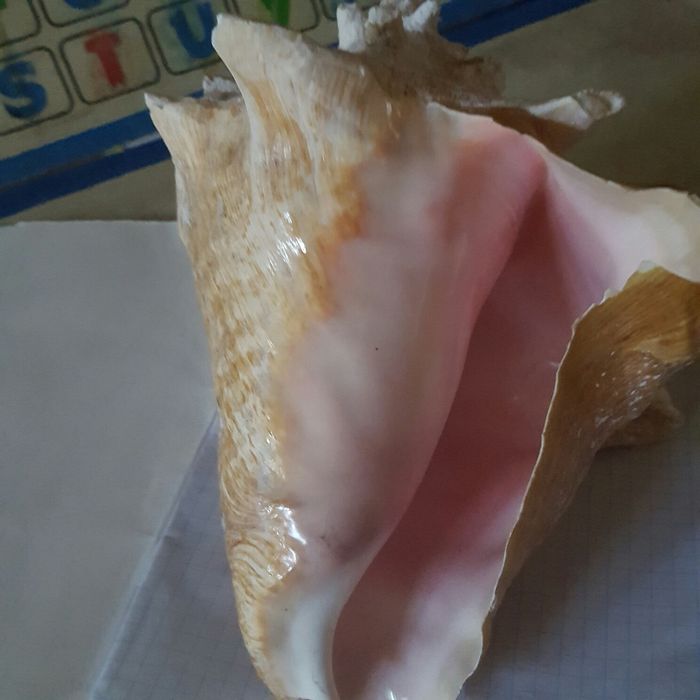 Продам  большкю океаническую ракушку