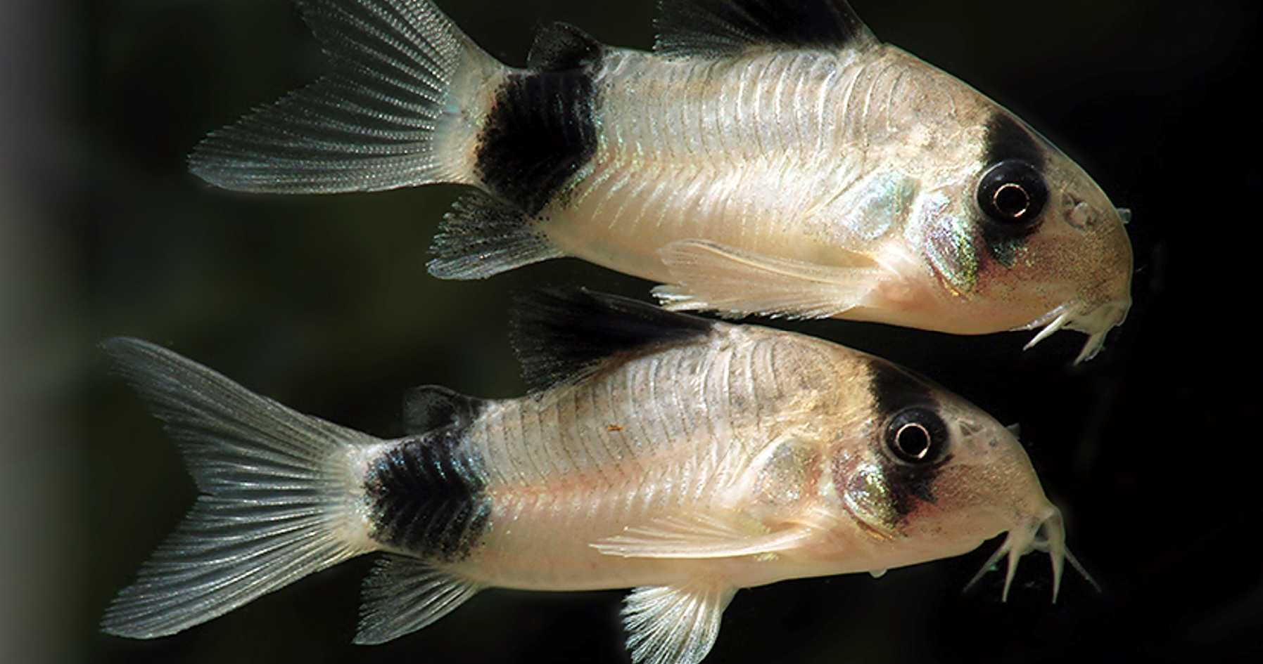 Kirysek panda - Kirys pandowaty - Corydoras panda - dowóz, wysyłka