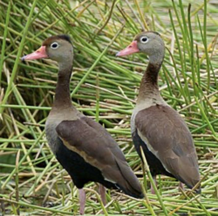 Patos exoticos casais