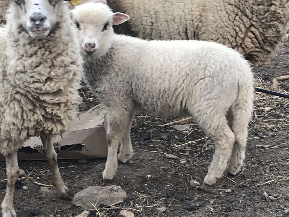 Vendo ovelhas novas‼️‼️