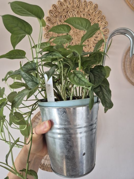 Monstera siltepecana pnącze