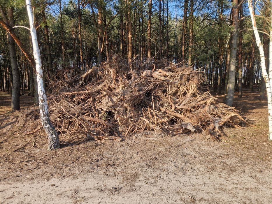 Oddam korzenie za darmo