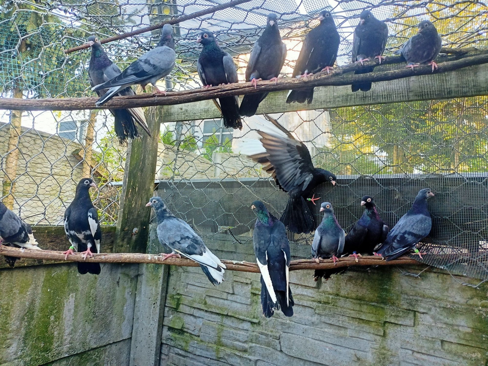 Gołębie zamojskie lotne.
