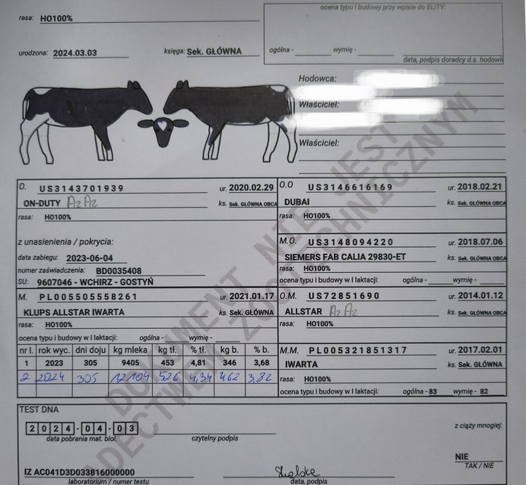 Jałówki hodowlane cielne