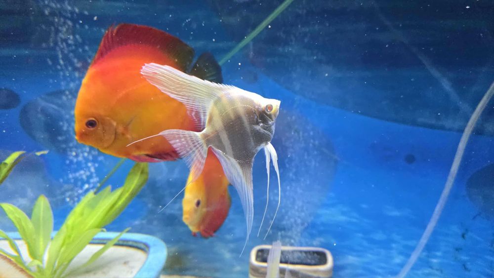 Skalary Dantumy Piękne