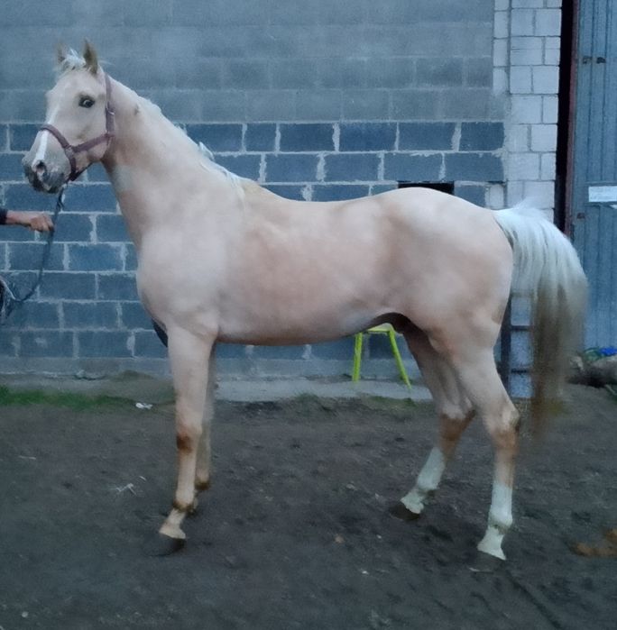 Izabelowaty wałach WLKP