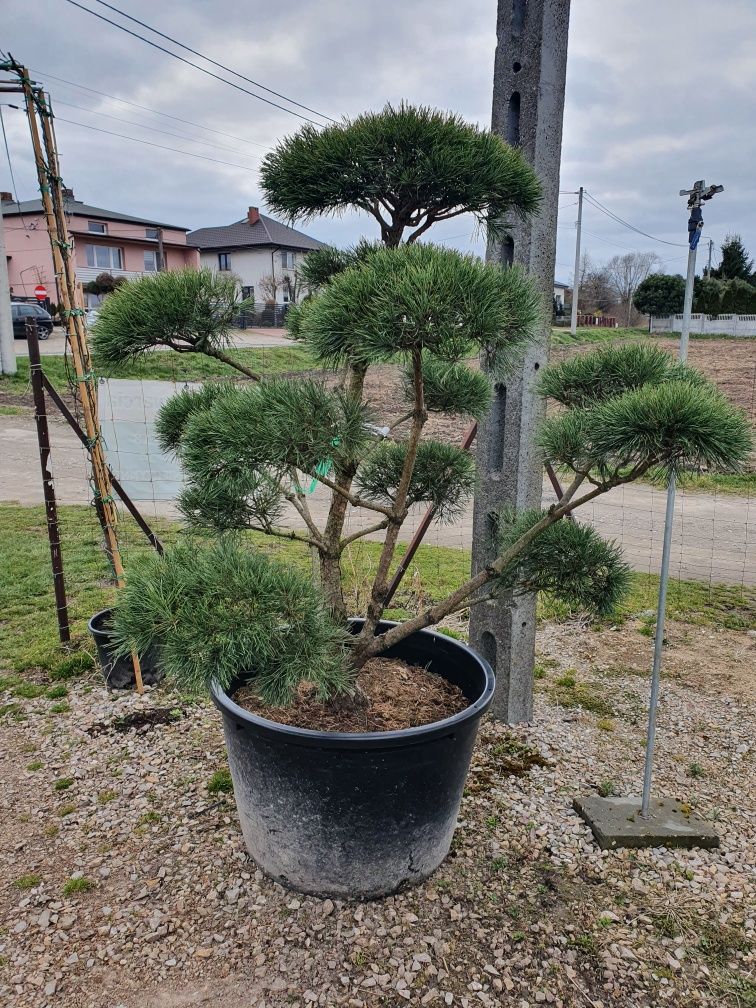 Sosna pospolita norske typ bonsai