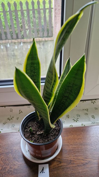 Sanseviera Laurentii sadzonki ukorzenione