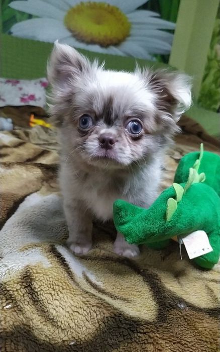 Мармурові малюки чихуахуа