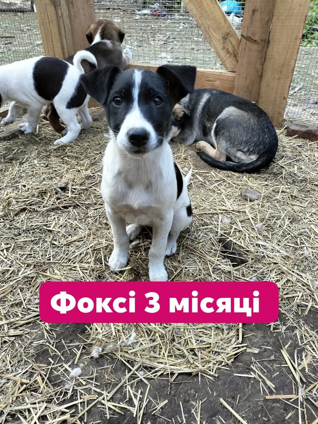 Красуні в добрі руки
