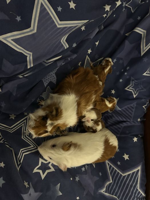 Морські свинки 4 дівчинки і 2 хлопчики