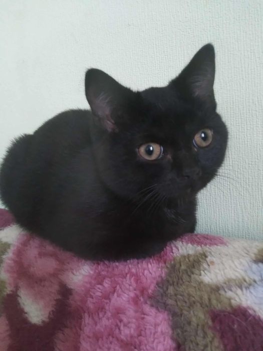 Котик (шотландець) метис шукає дім