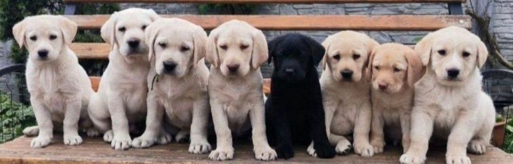 Белый Мишка Лабрадорчики Элитные щенки Питомника есть Шоколад мальчик