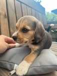 Beagle tricolor chip