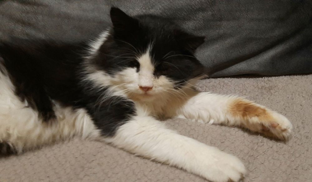 Найден кот в парке Шевченка