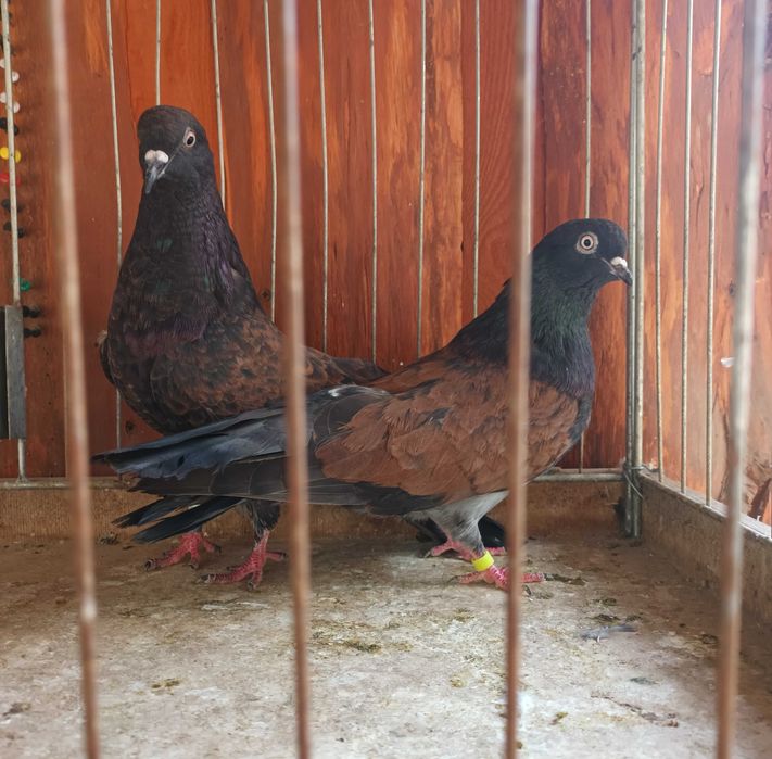 Gołebie mikołajewskie , kirowogradzkie