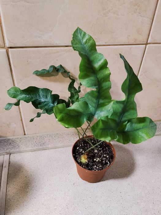 Продам папоротники