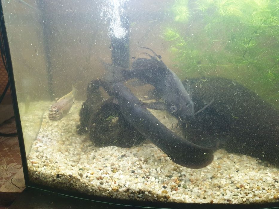 Меланохроміс ауратас і соми