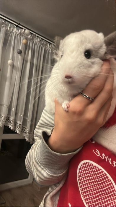 Szynszyl - biały samiec