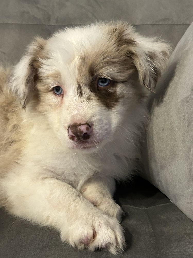 Piesek border collie Red Merle