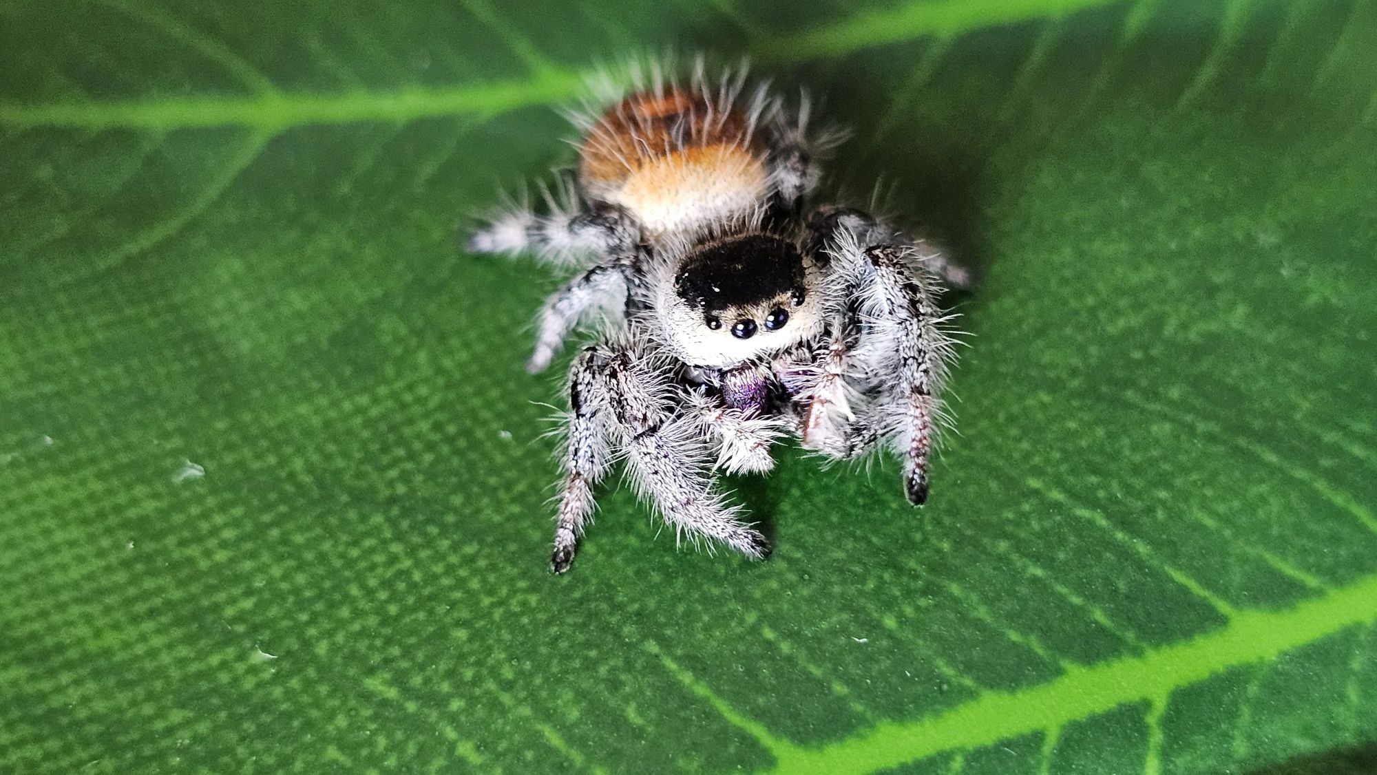 Skakun królewski Phidippus regius soroa L2-L4