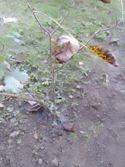 Грецький горіх. Три річний