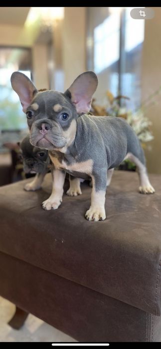 Лілова дівчинка французького бульдогу