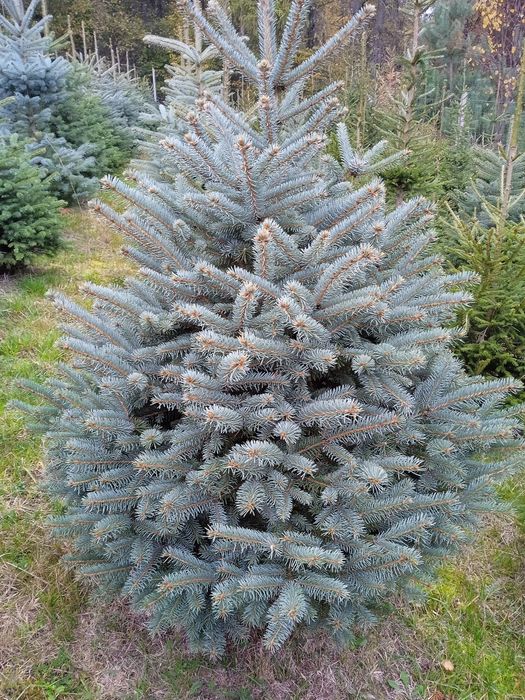 Sadzonki iglaków od 1m prosto z pola