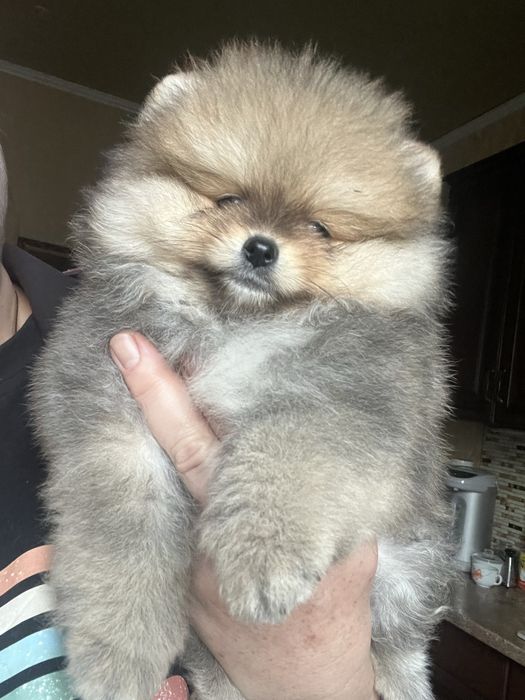 Померанский  малыш.