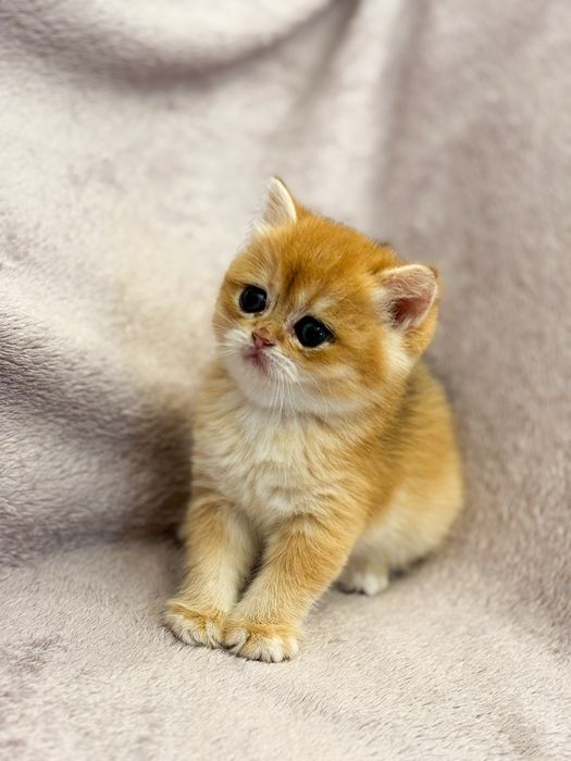 Kotka Brytyjska Krótkowłosa Złota Szynszyla